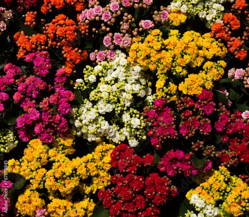 Floral background of colorful flowers © Alekss