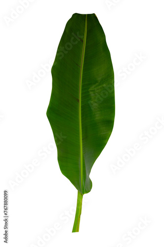 Tropical leaf isolated on white