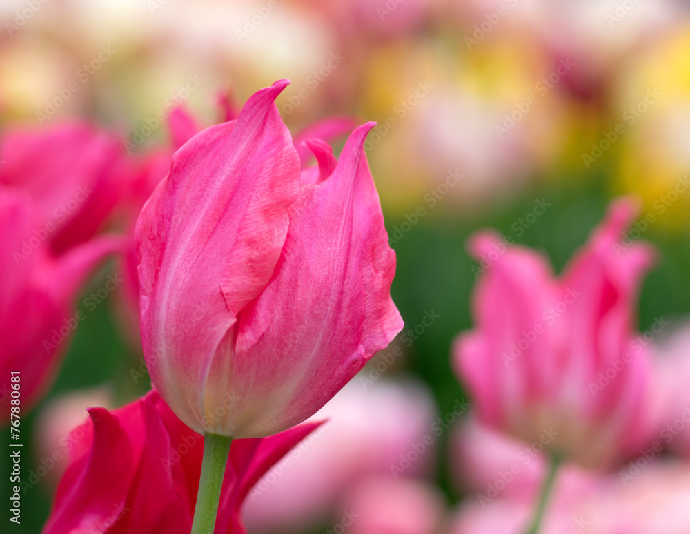 Tulips flower blooming in the colorful background Tulips flower blooming in the colorful background