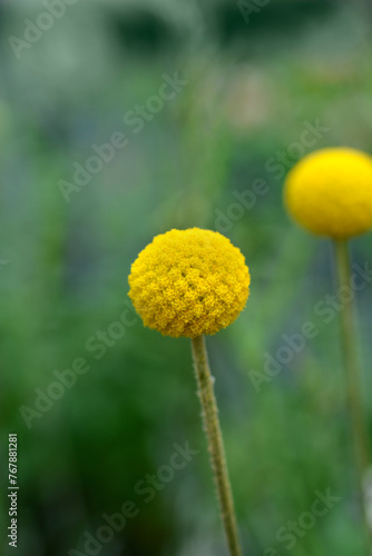 Golden billy-buttons flower