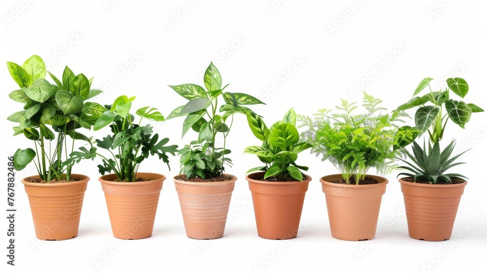 Various house plants in a flower pot, isolated on white - obrazy, fototapety, plakaty 