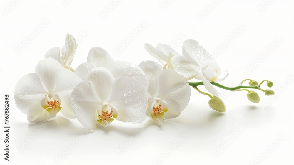 In a white background, there is an orchid