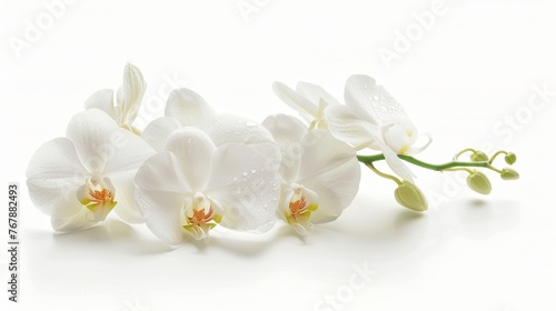 In a white background, there is an orchid © Zaleman
