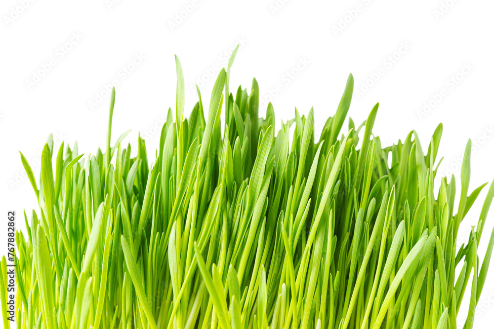 Fresh bunch of green grass isolated on white, transparent background. Grass leaves close up, macro. Greenery environment ecology, nature design element Fresh bunch of green grass isolated on white, transparent background. Grass leaves close up, macro. Greenery environment ecology, nature design element