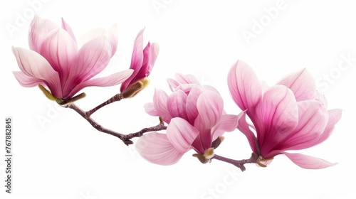 The beautiful pink spring magnolia flowers are isolated on white on a tree branch © Zaleman