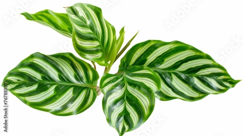 Tropical foliage isolated on white background, Pin-stripe Calathea (Pin-striped Calathea) leaves photo