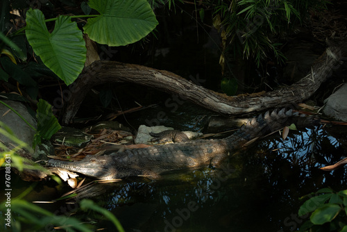 gharial (in latin Gavialis gangeticus), gavial