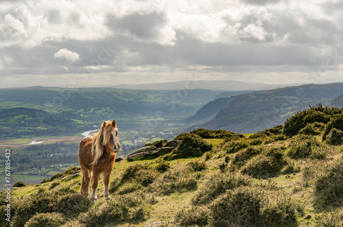 Carneddau pony, early spring in the Carneddau mountains