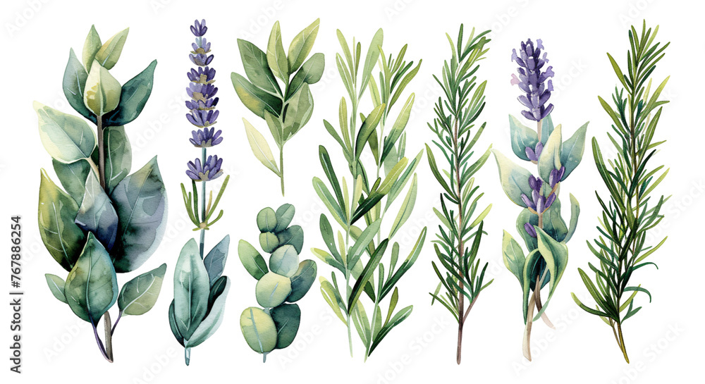 Watercolor style plant elements on a transparent background. - obrazy, fototapety, plakaty 