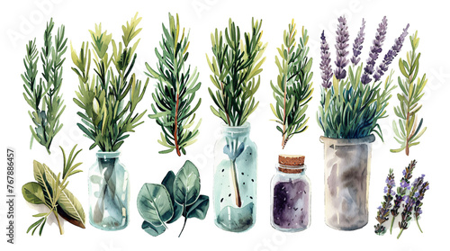 Watercolor style plant elements on a transparent background. © Anthony