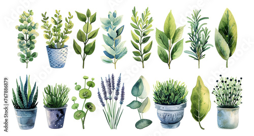 Watercolor style plant elements on a transparent background. photo