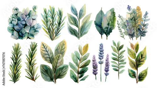 Watercolor style plant elements on a transparent background.