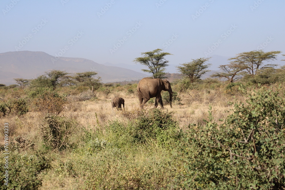 Elefante africano y bebé elefante. Elefante africano y bebé elefante.