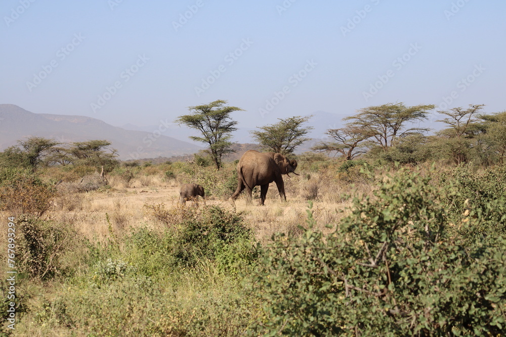 Fototapeta premium Elefante africano y bebé elefante.