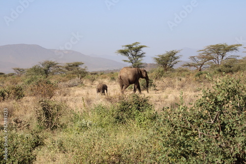 Elefante africano y bebé elefante.