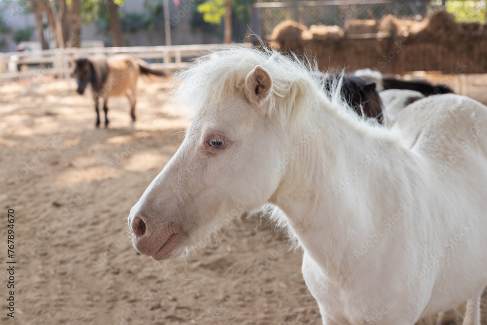 Cute little pony in the animal farm Cute little pony in the animal farm