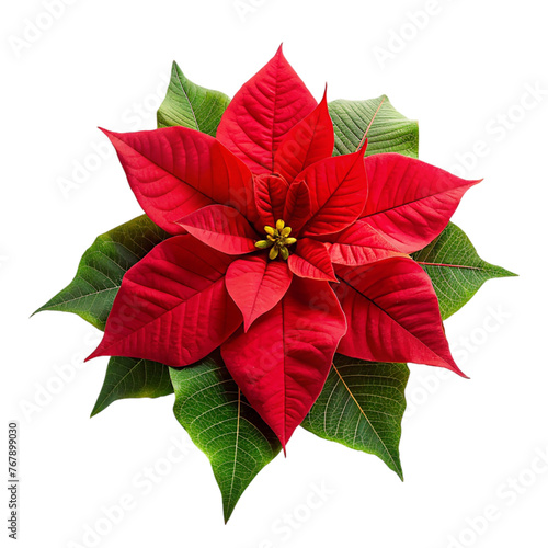 Christmas poinsettia flower isolated on transparent background.