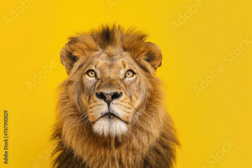 Amusing lion posing with a funny expression against a yellow background