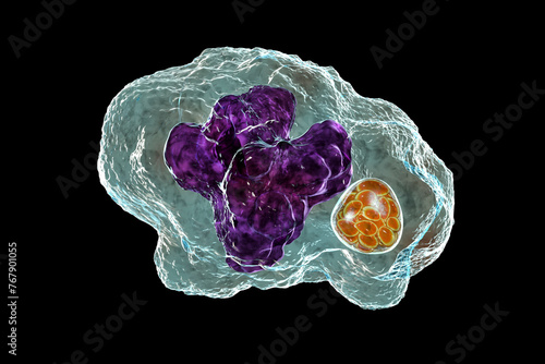 Ehrlichia bacteria morula within macrophages, 3D illustration photo