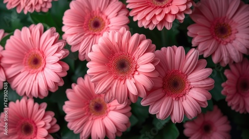 Pink Gerbera daisies close-up with green leaves.