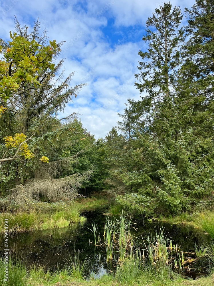 lake in the forest lake in the forest