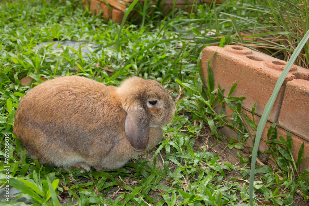 Cute rabbit with lop ears and chubby brown is resting in garden of ...