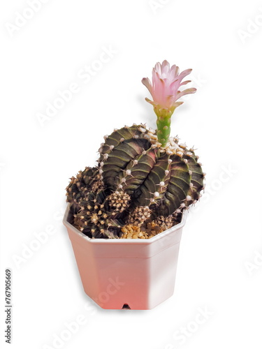 Gymnocalicium hybrid cactus blossom with pink flower isolated on white background.