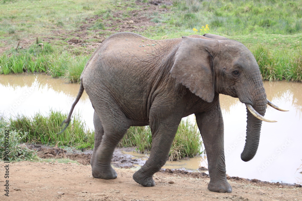 Fototapeta premium Elefante africano.