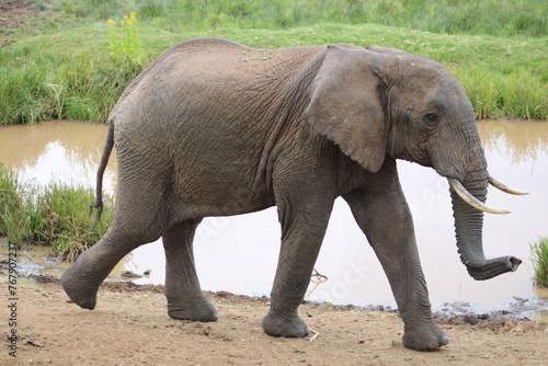 Elefante africano.