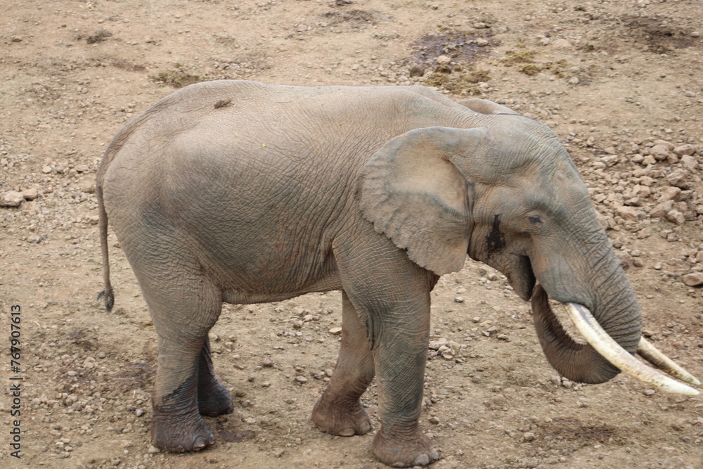 Fototapeta premium Elefante africano.