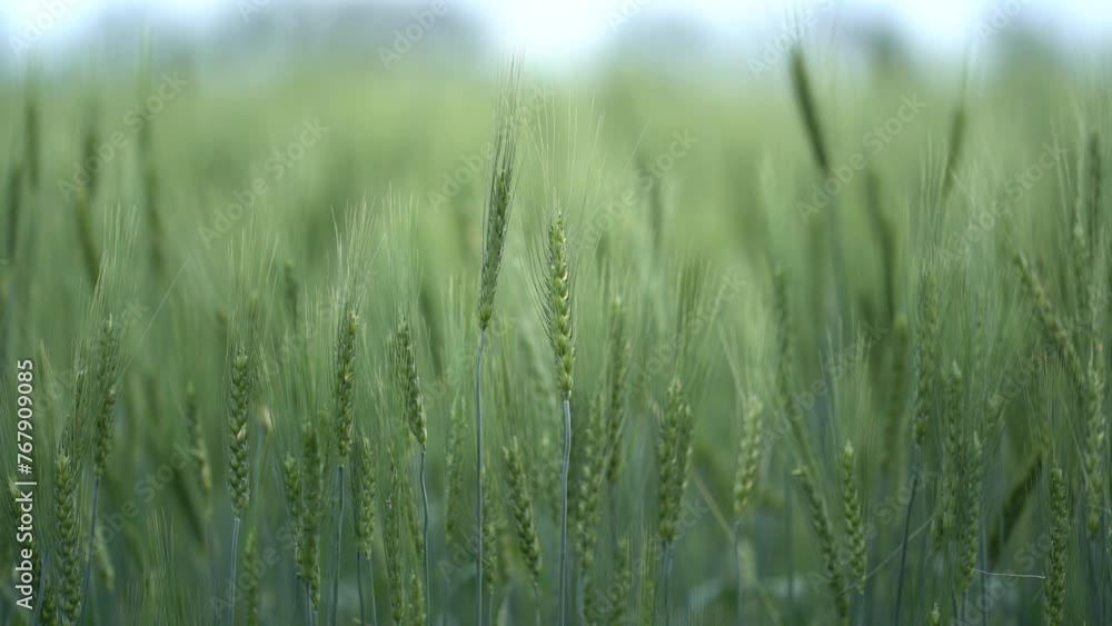 Rye Field, Cereal Growing Crop Time Lapse. Fresh Green Rye Plant Grow Timelapse. Nature spring season. Gardening food, agriculture grain, cover crop, forage crop. Ecology, climate change Rye Field, Cereal Growing Crop Time Lapse. Fresh Green Rye Plant Grow Timelapse. Nature spring season. Gardening food, agriculture grain, cover crop, forage crop. Ecology, climate change