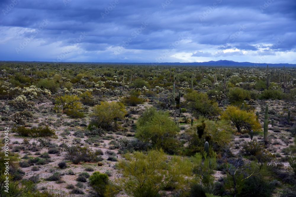 Central Sonora Desert Arizona Central Sonora Desert Arizona