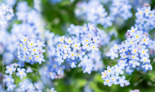 Blooming forget-me-not flowers as background. Spring flowers