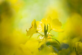 Yellow summer flowers in a garden. Evening Primrose, Oenothera