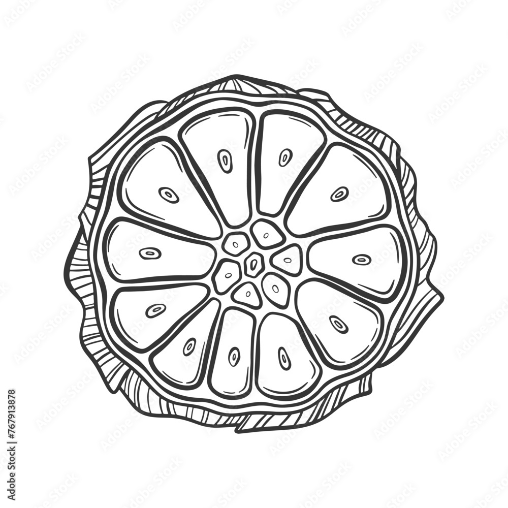 Vector outline illustration of garlic bulb cut in half. Heap of garlic
