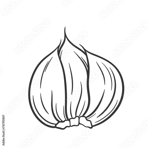 Garlic vector illustration. Garlic cloves outline drawing. Farm vegetable icon.