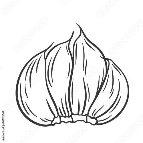 Vector outline garlic illustration. Garlic cloves wit peel. Garlic sketch. Spicy ingredient for cooking.