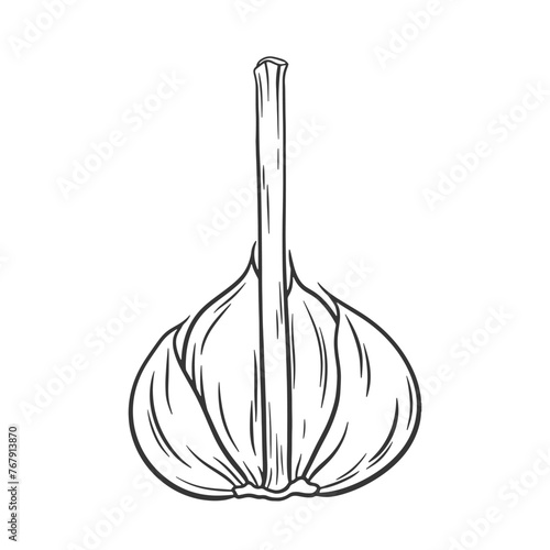 Outline garlic illustration. Vector sketch of garlic bunch with stem. Garlic cloves isolated on white.