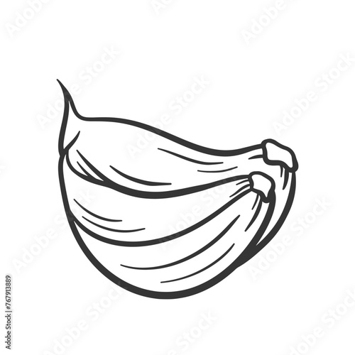 Vector outline garlic illustration. A pair of garlic cloves isolated on white background. Spicy food for cooking.