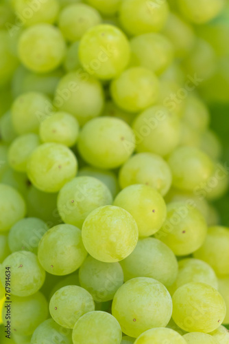 a cluster of delicious grapes on a branch. an appetizing, sparkling sight.