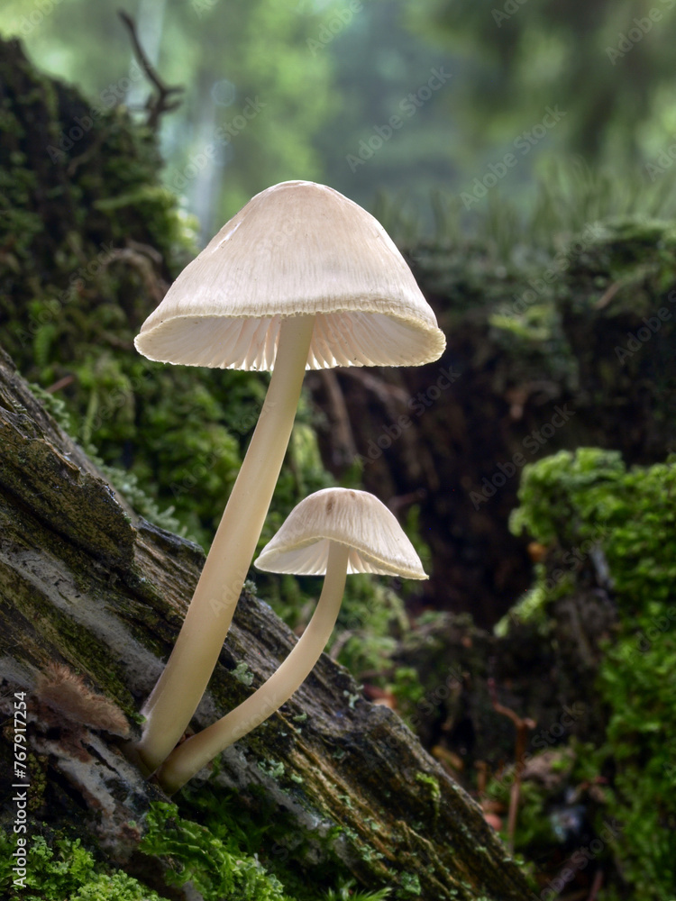 Fototapeta premium Common bonnet mushrooms - Mycena galericulata