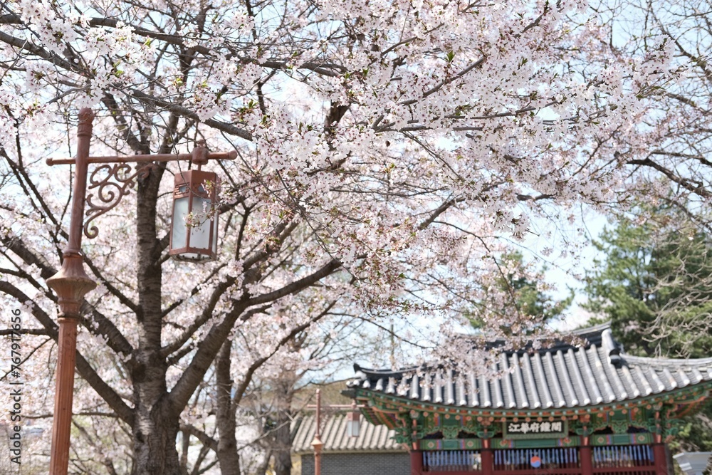 Picturesque view of cherry blossom trees in the park. Seoul, South Korea. Picturesque view of cherry blossom trees in the park. Seoul, South Korea.