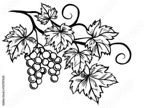 Grape branch hand drawing vintage style black and white. Sketch board. Vector, generative ai.