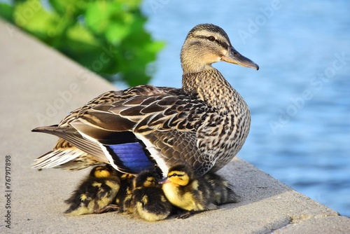 Duck with ducklings on stone border