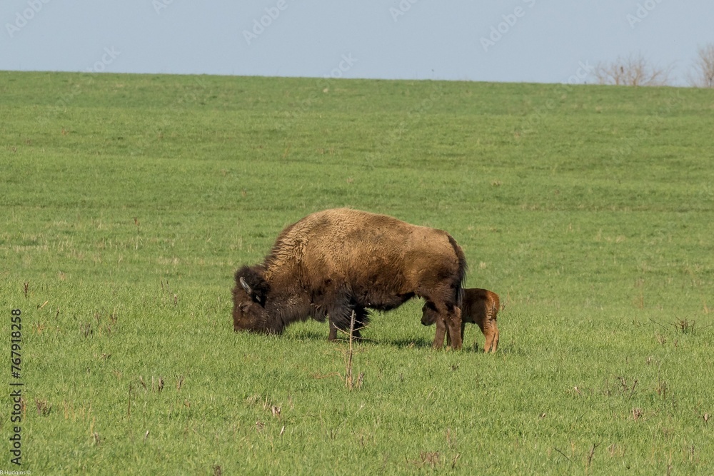 Herd of American bison in Midewin National Tallgrass Prairie in Illinois Herd of American bison in Midewin National Tallgrass Prairie in Illinois