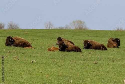 Herd of American bison in Midewin National Tallgrass Prairie in Illinois photo