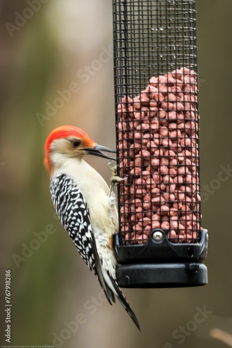 Vertical closeup of a red-bellied woodpecker perched on a bird feeder