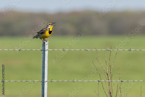 Closeup of a Western meadowlark perched on a railing in the snow photo