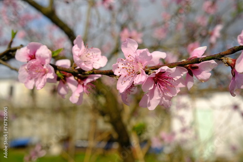 pink cherry blossom