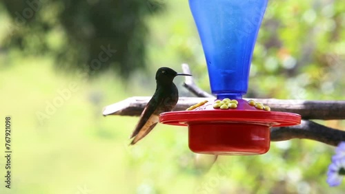 Closeup of small hummingbirds drinking syrup outdoors on the blurred background